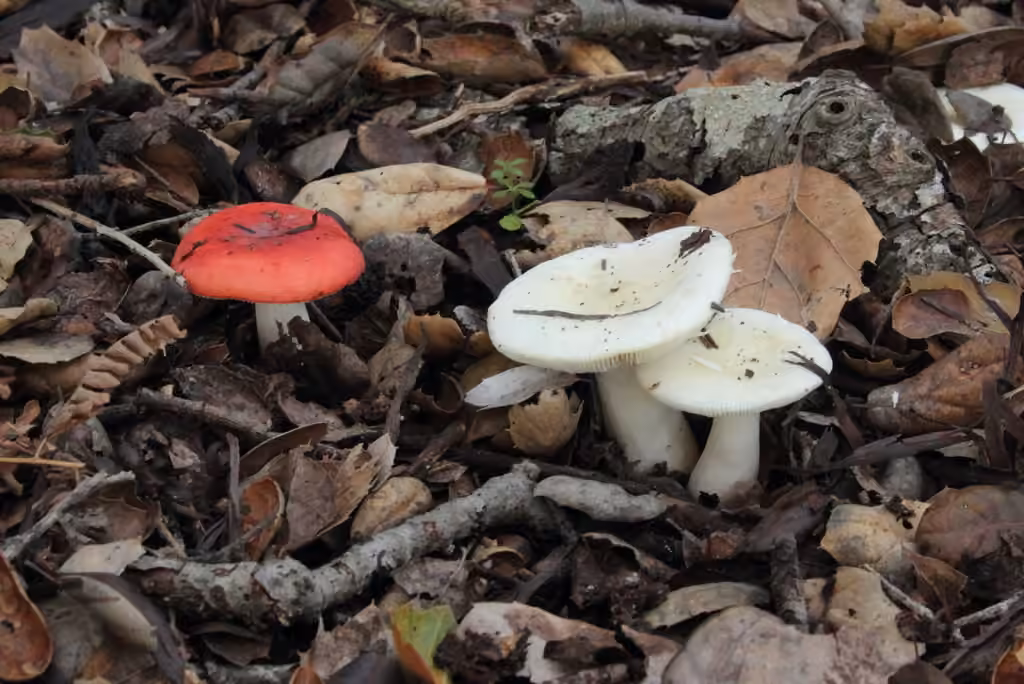 Winter Russula, photo 2 of 5
