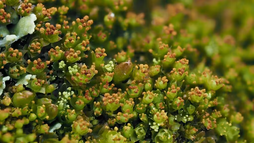 Horned Notchwort, photo 3 of 5
