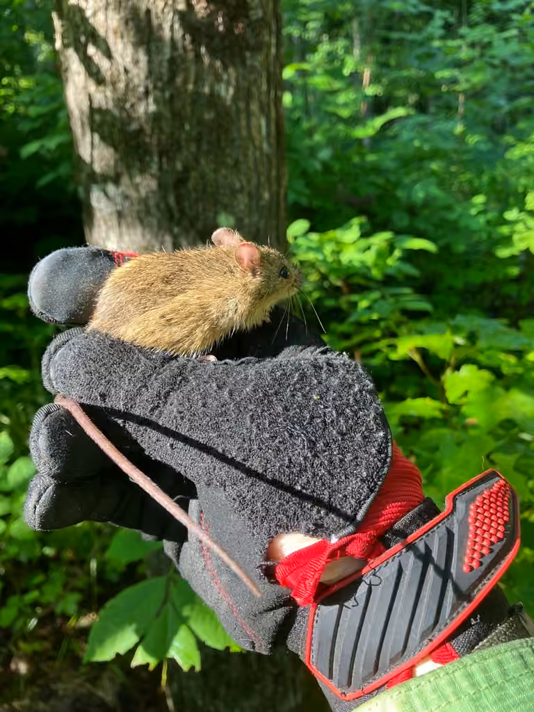 Souris sauteuse des champs, Mâle