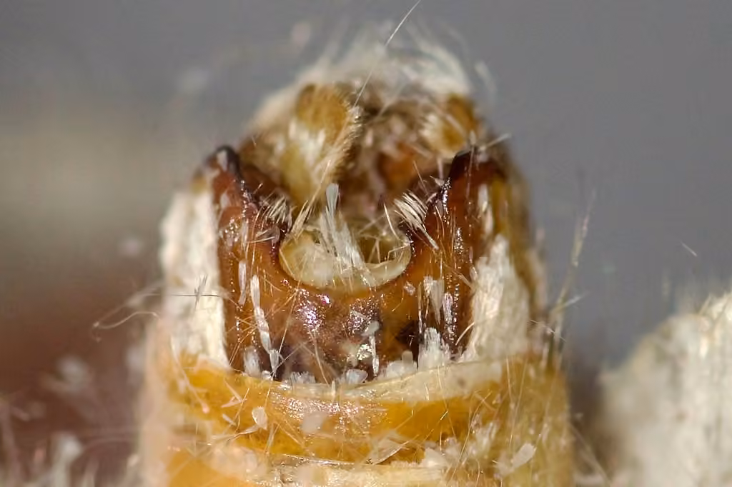 Chenille à bosse rouge du chêne, Mâle