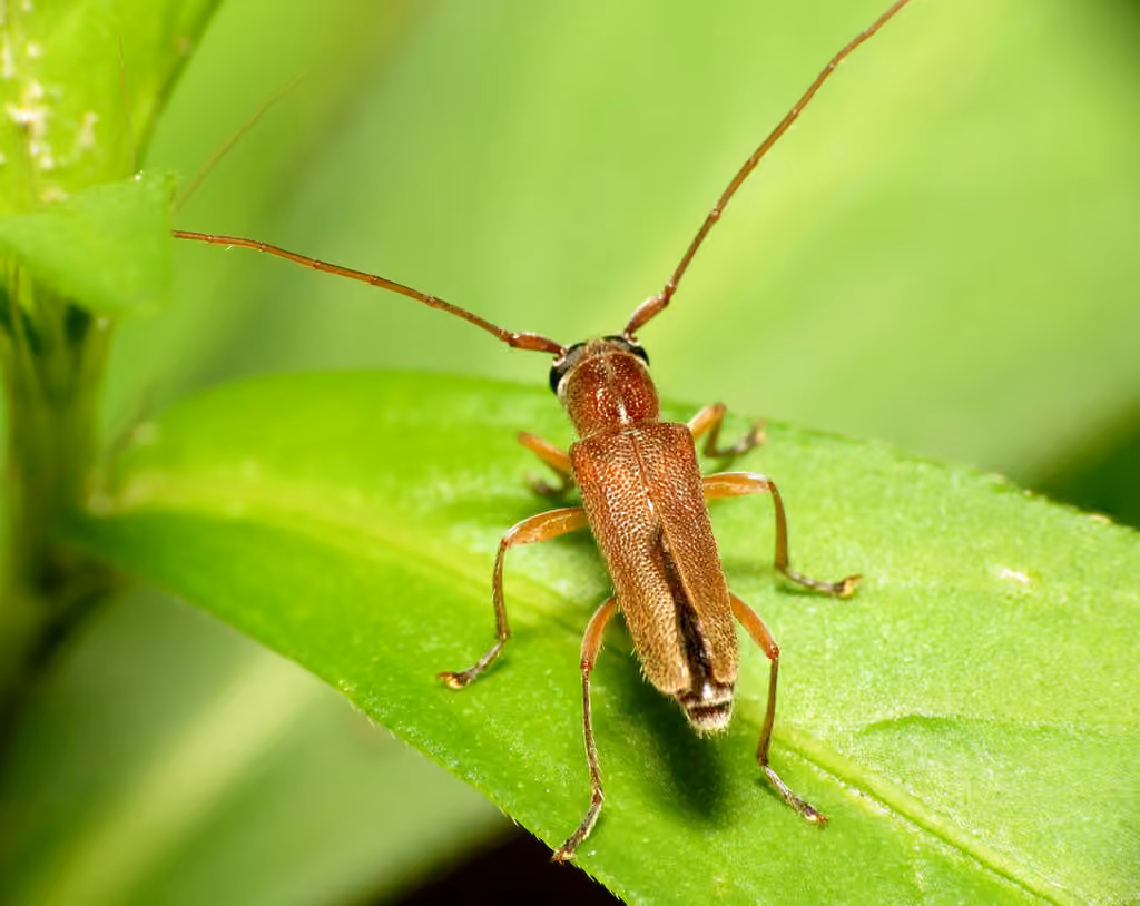 Longicorne dimorphe, Mâle