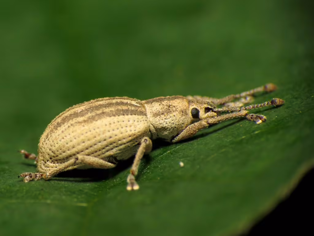 Ribboned Broad-nosed Weevil, photo 3 of 5