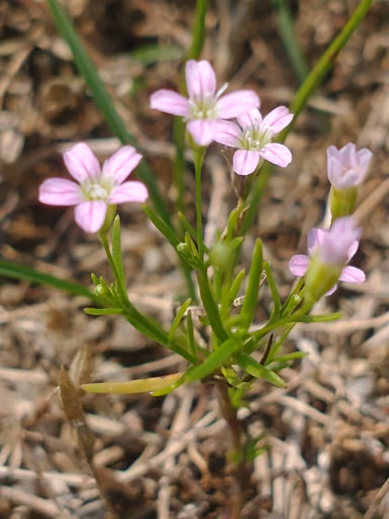 Cushion baby's-breath, In flower