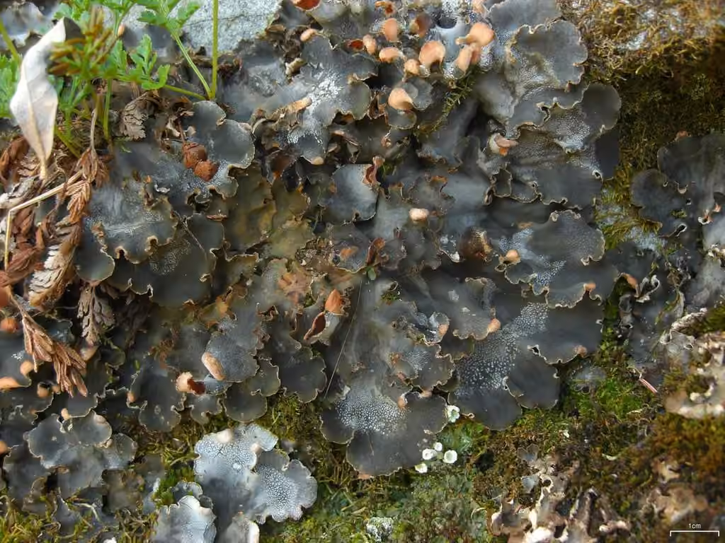 Peltigère de Ponoj, photo 1 sur 5