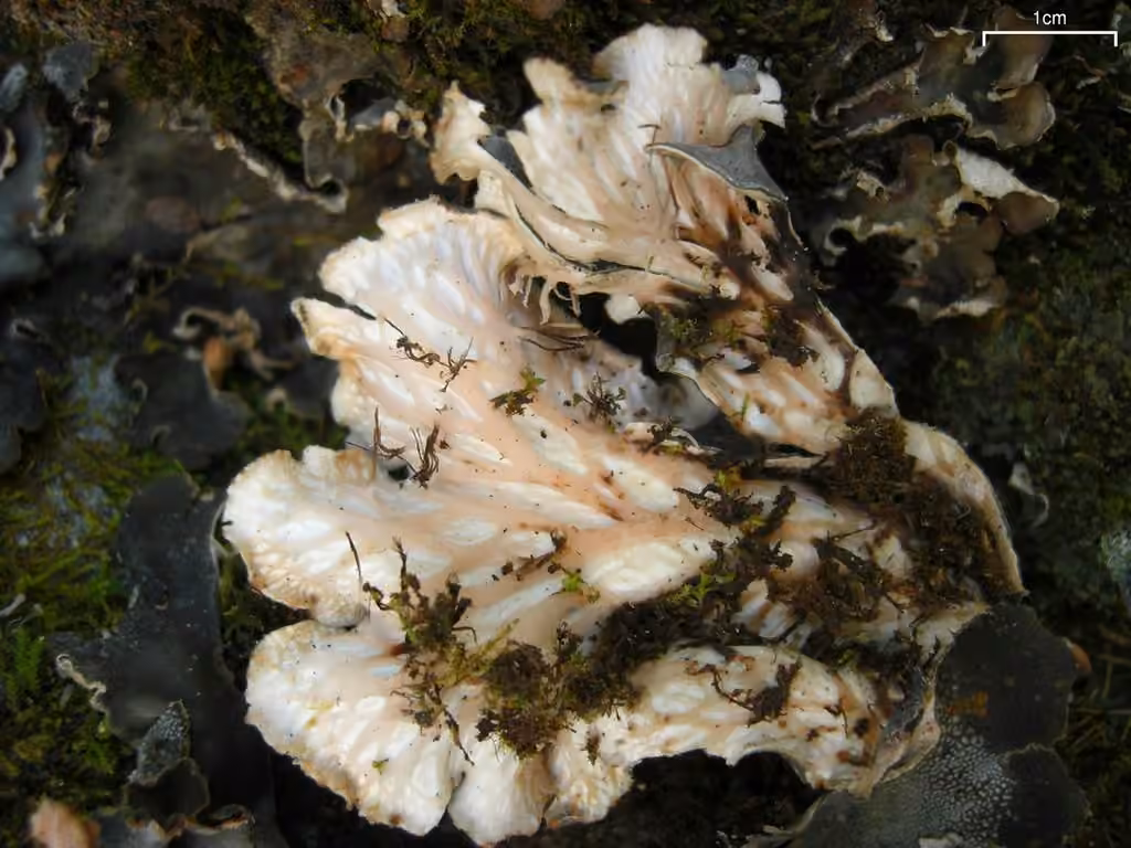 Peltigère de Ponoj, photo 2 sur 5