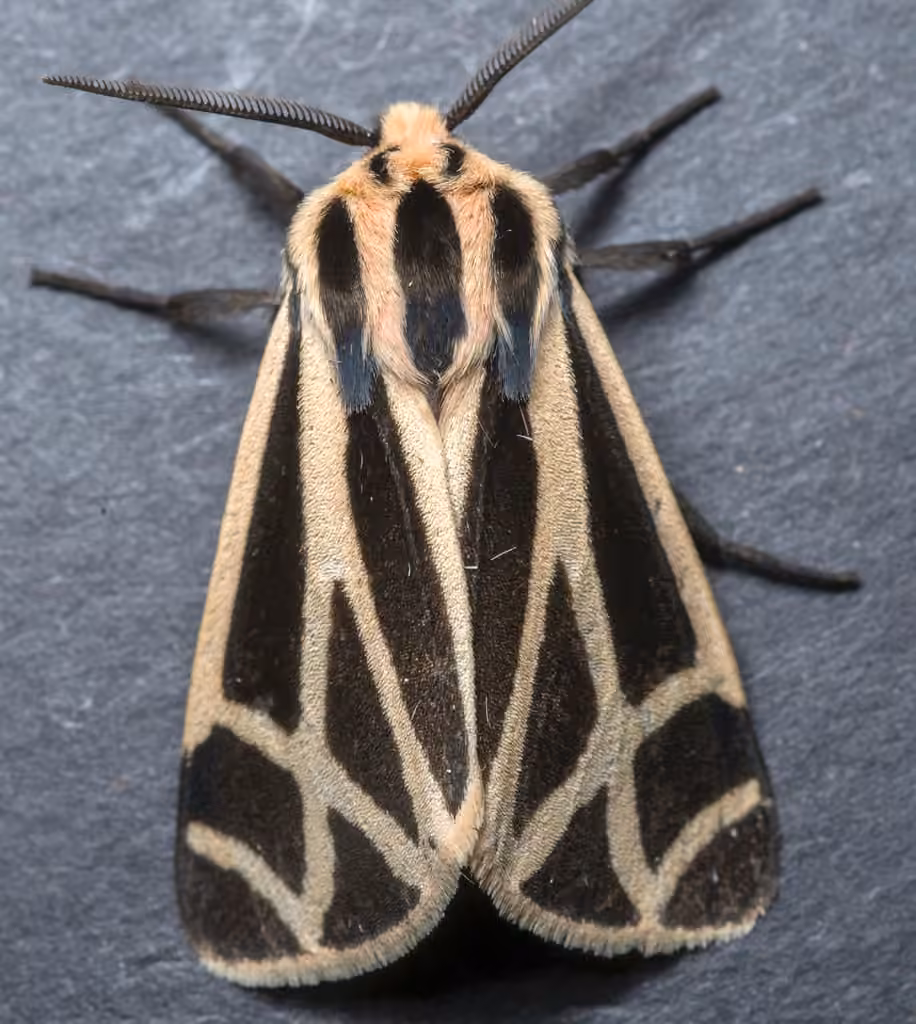 Harnessed Tiger Moth, photo 3 sur 5