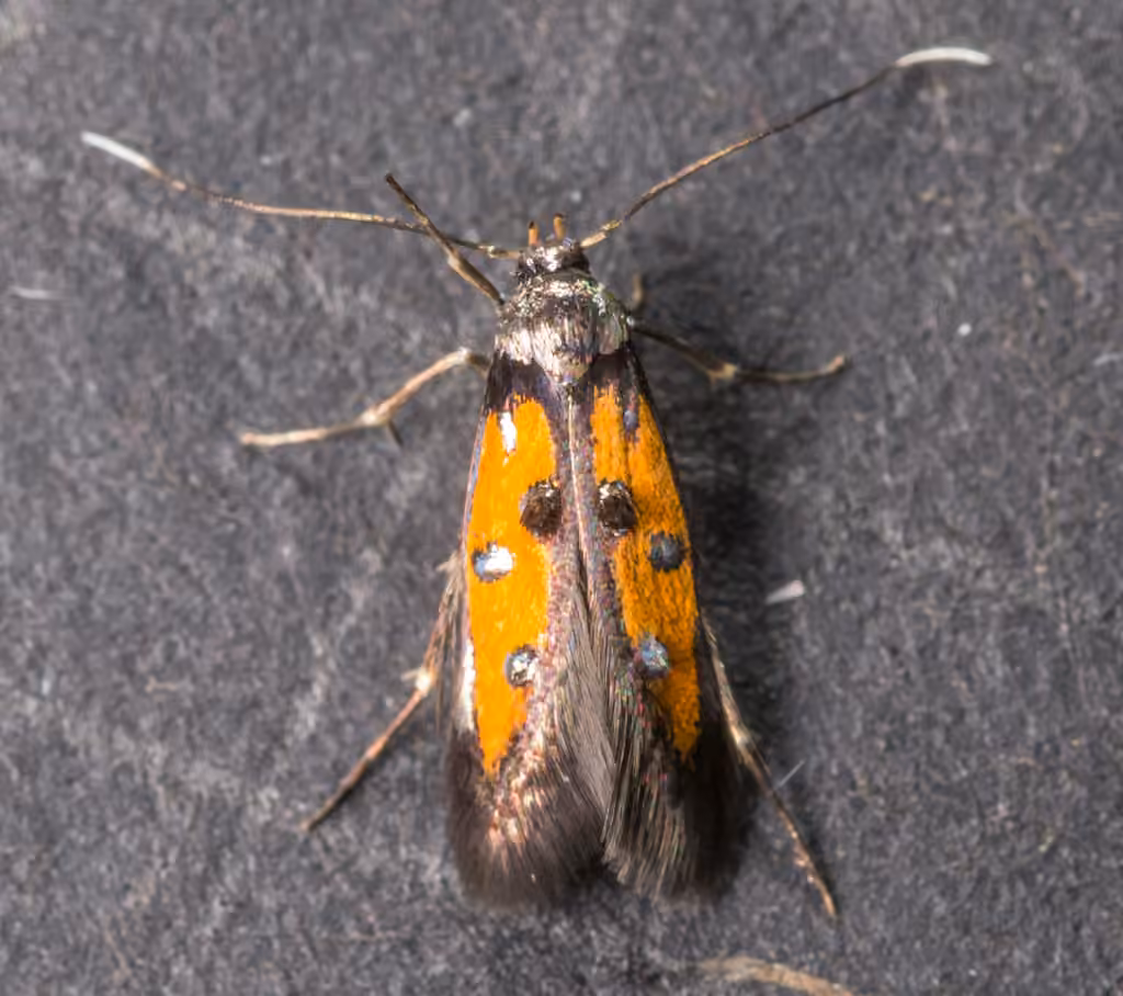 Linden Bark Borer Moth, Adult