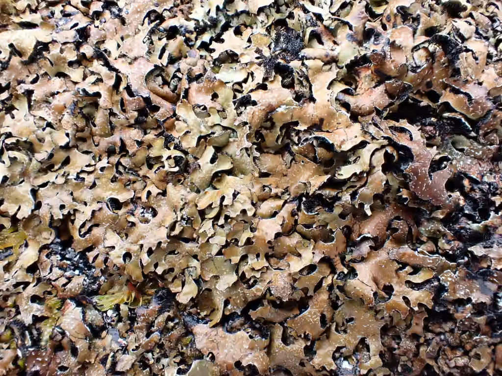 Smoky Crottle