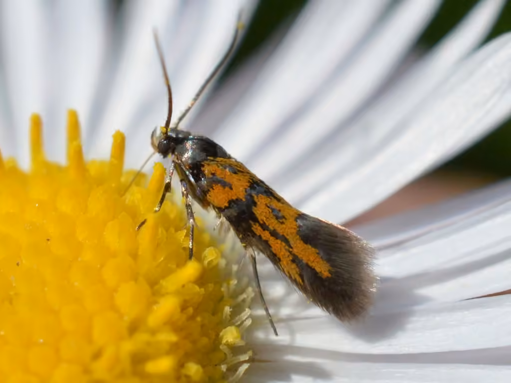 Spinach moth, photo 1 of 5