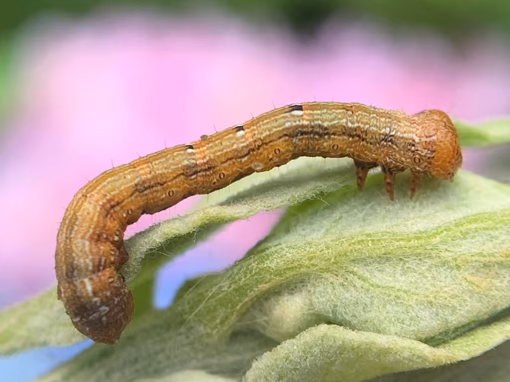 Double-lined Gray, Caterpillar