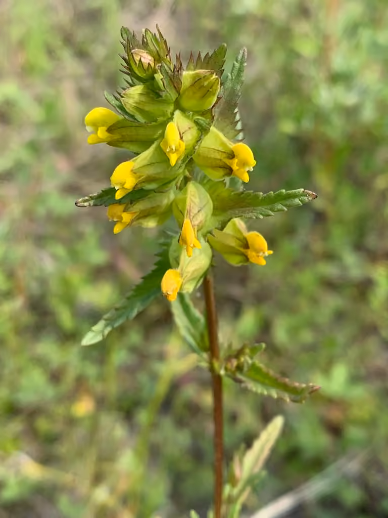 Little Yellow Rattle, photo 1 of 5