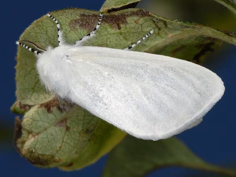 Bombyx du Saule, photo 1 sur 5