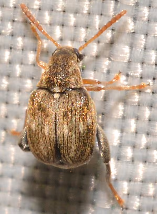 Muscle seed beetle, photo 1 of 5