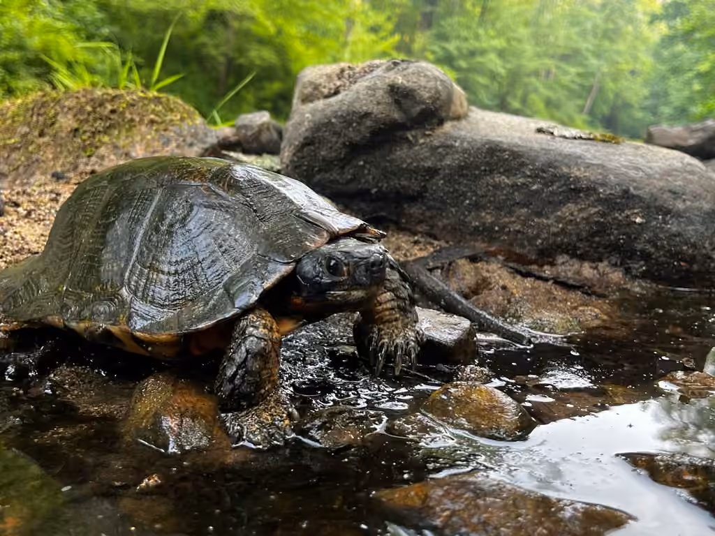 Tortue des bois