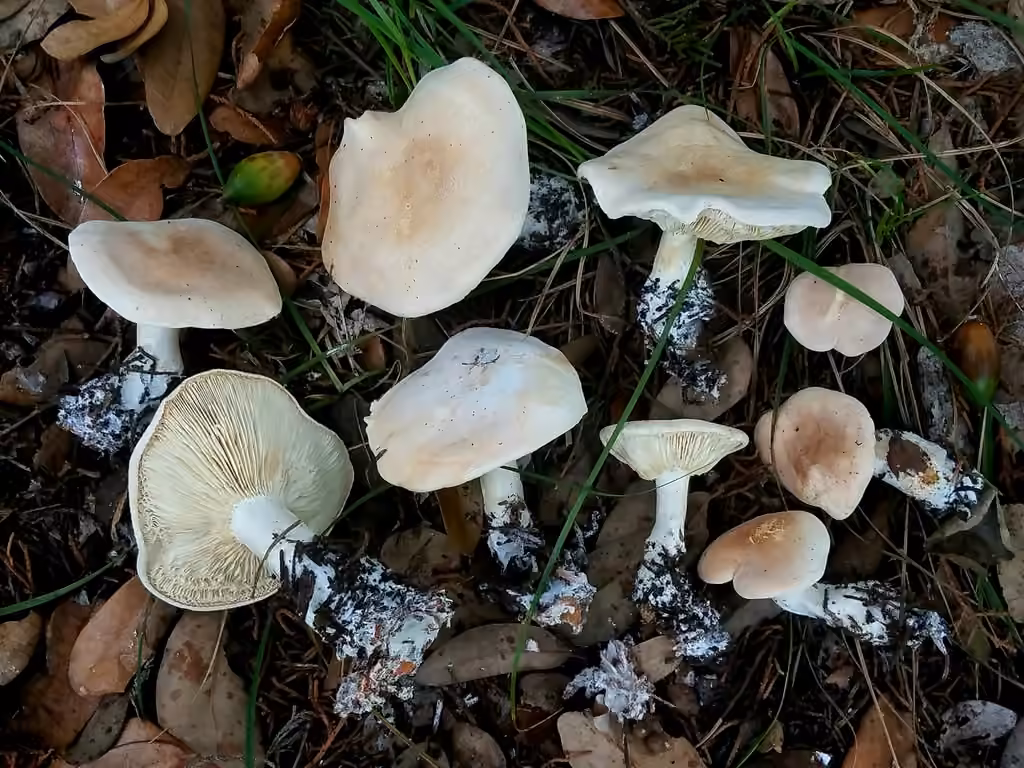 Leucopaxille couleur de brique, photo 2 sur 5