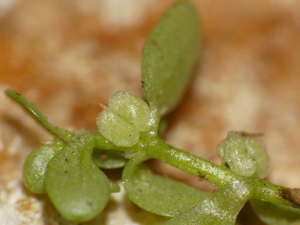 Callitriche des eaux stagnantes, En fruits