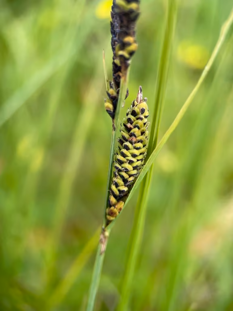 Carex noir, photo 1 sur 5
