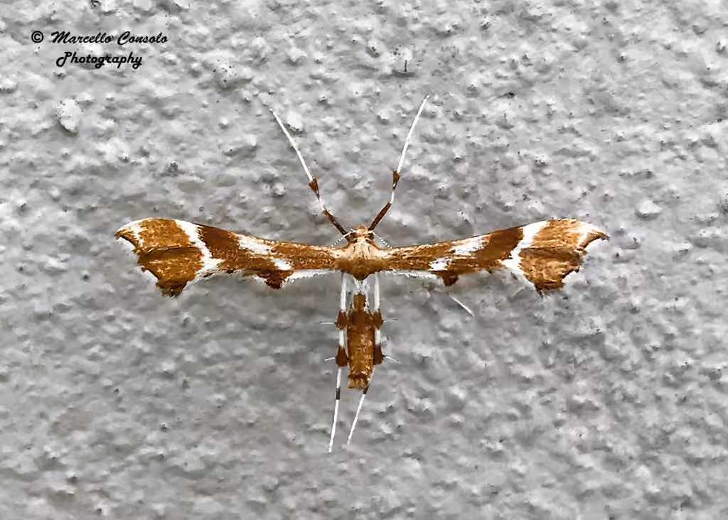 Rose Plume Moth