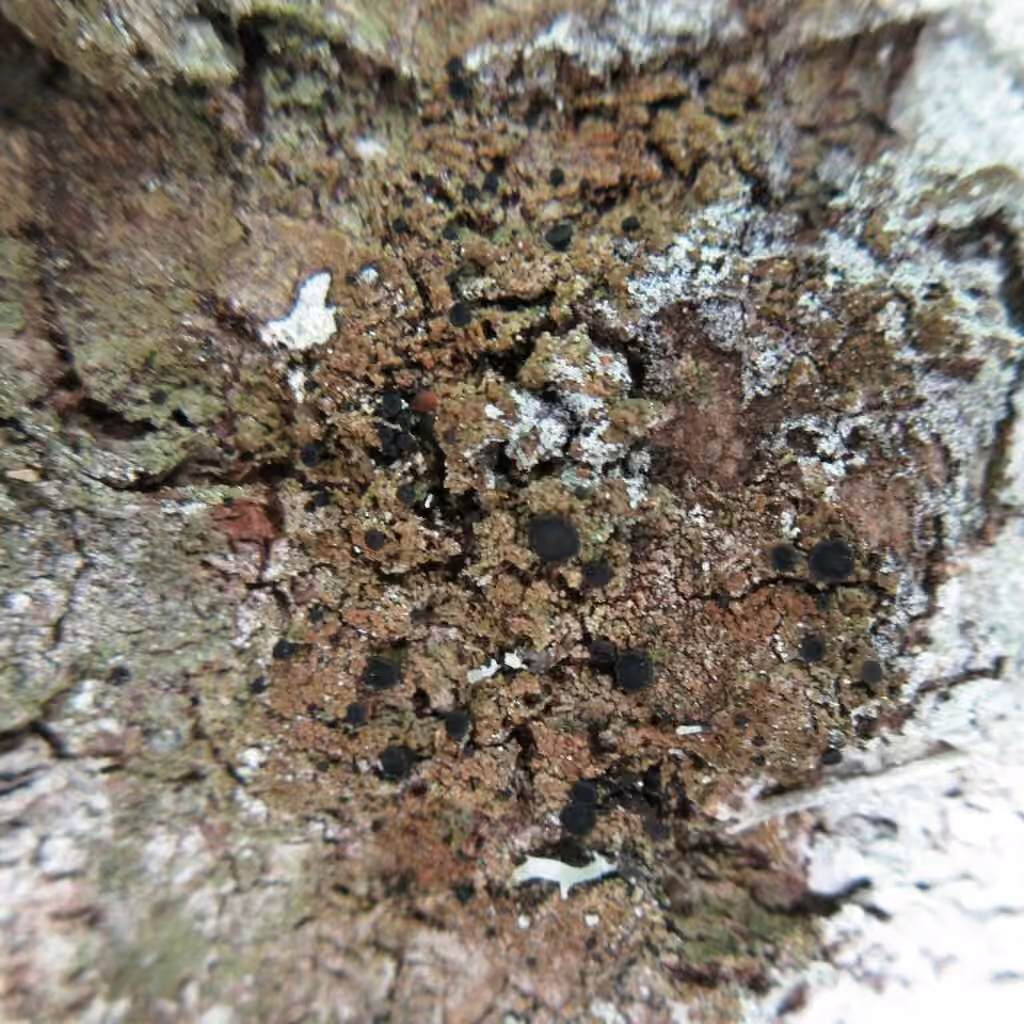 Disc granular lichen, photo 2 of 5