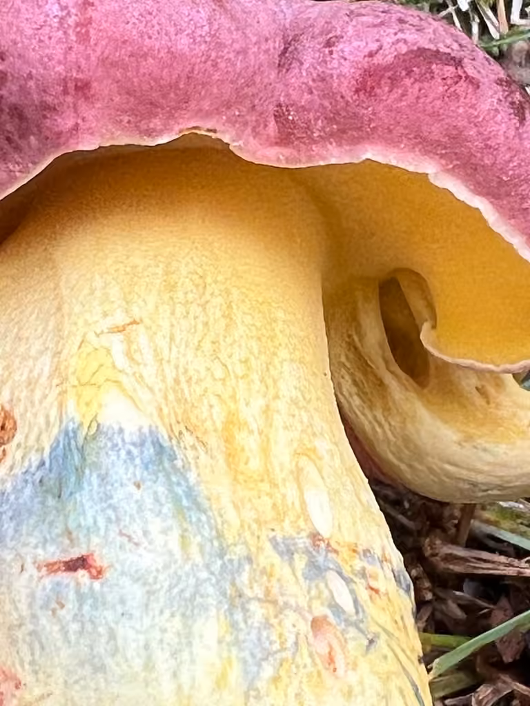 Butyriboletus roseopurpureus