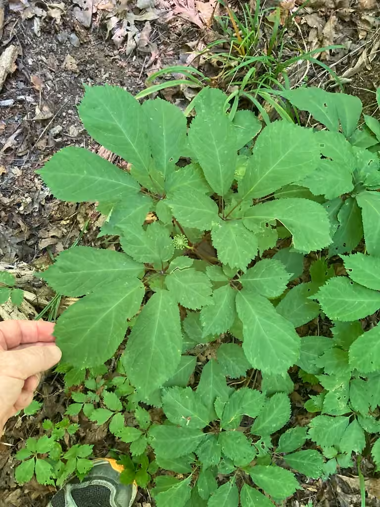 Ginseng à cinq folioles, En boutons
