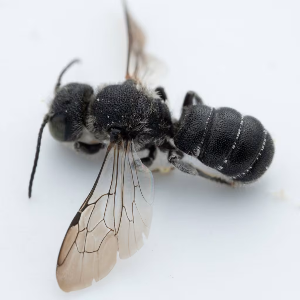Carinate Armored-Resin bee, Male
