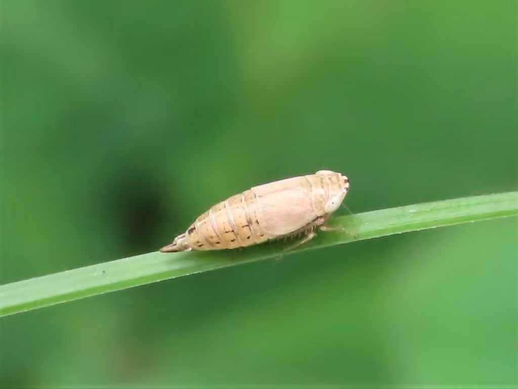 Leafhopper, Female