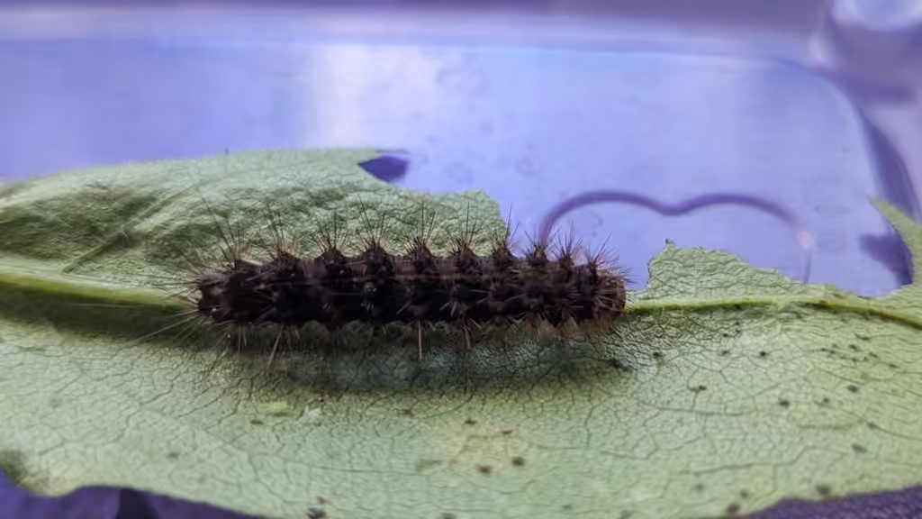 Harnessed Tiger Moth, photo 1 sur 5