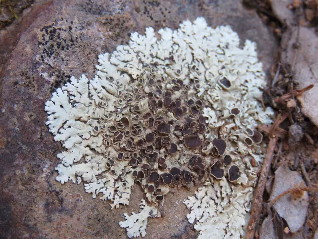 Fringed Shield Lichen, photo 1 of 5