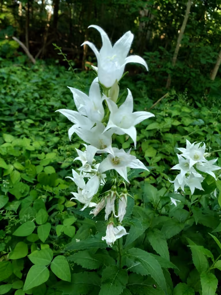 Giant bellflower, In flower