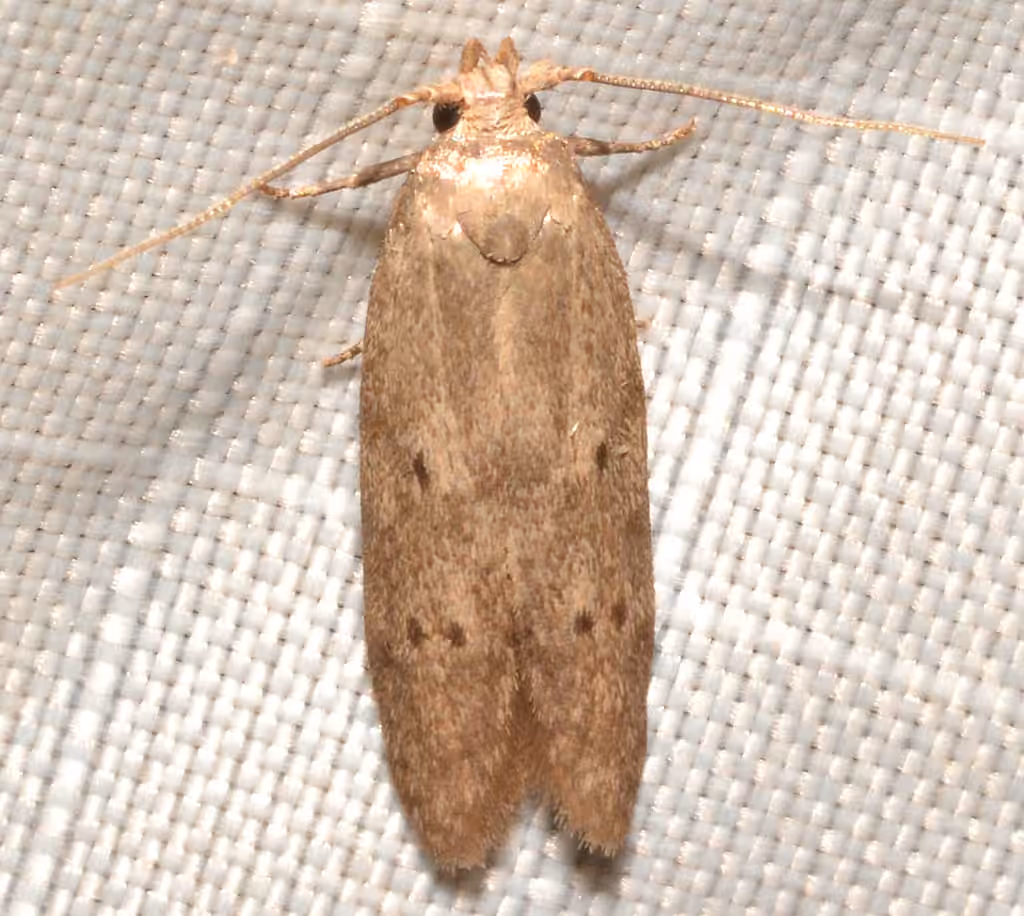 Sumac Micromoth, Adult