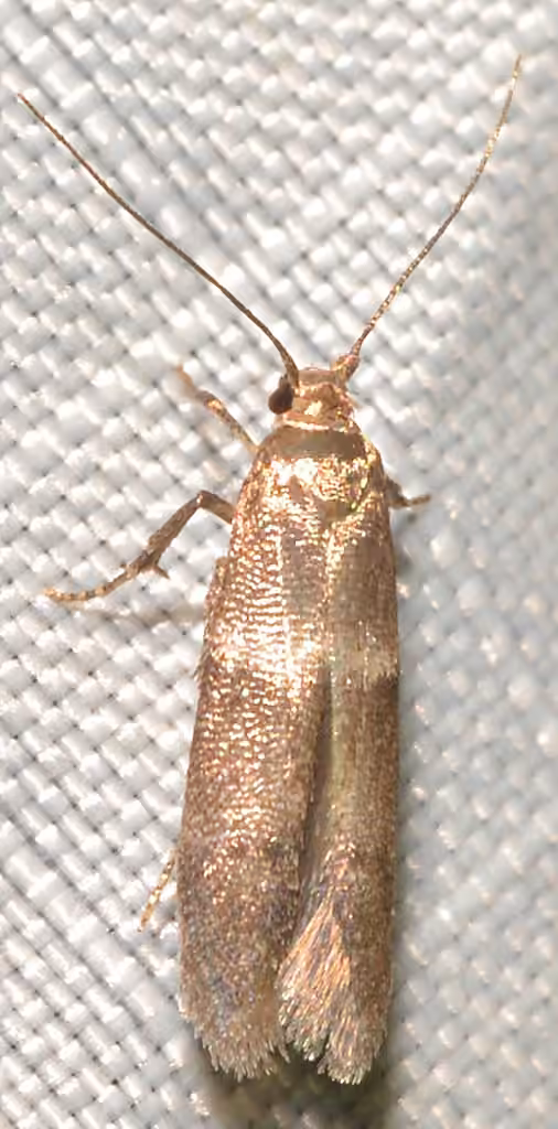 Pigritia fidella, Adult