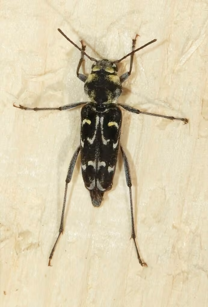Longicorne intègre, photo 2 sur 5