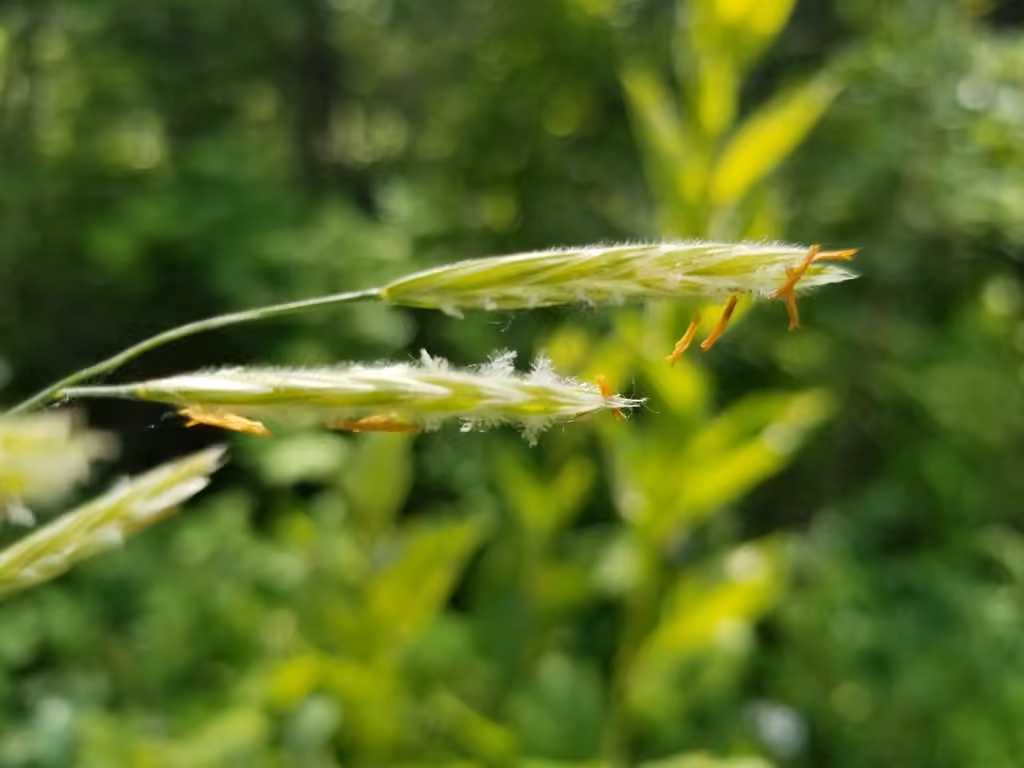 Arctic brome, In flower