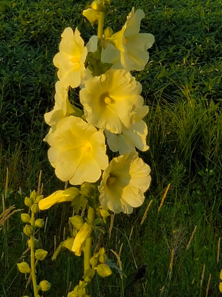 Russian hollyhock, En fleurs