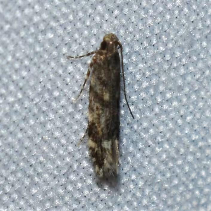 Glauce pectenalaeella, Adult