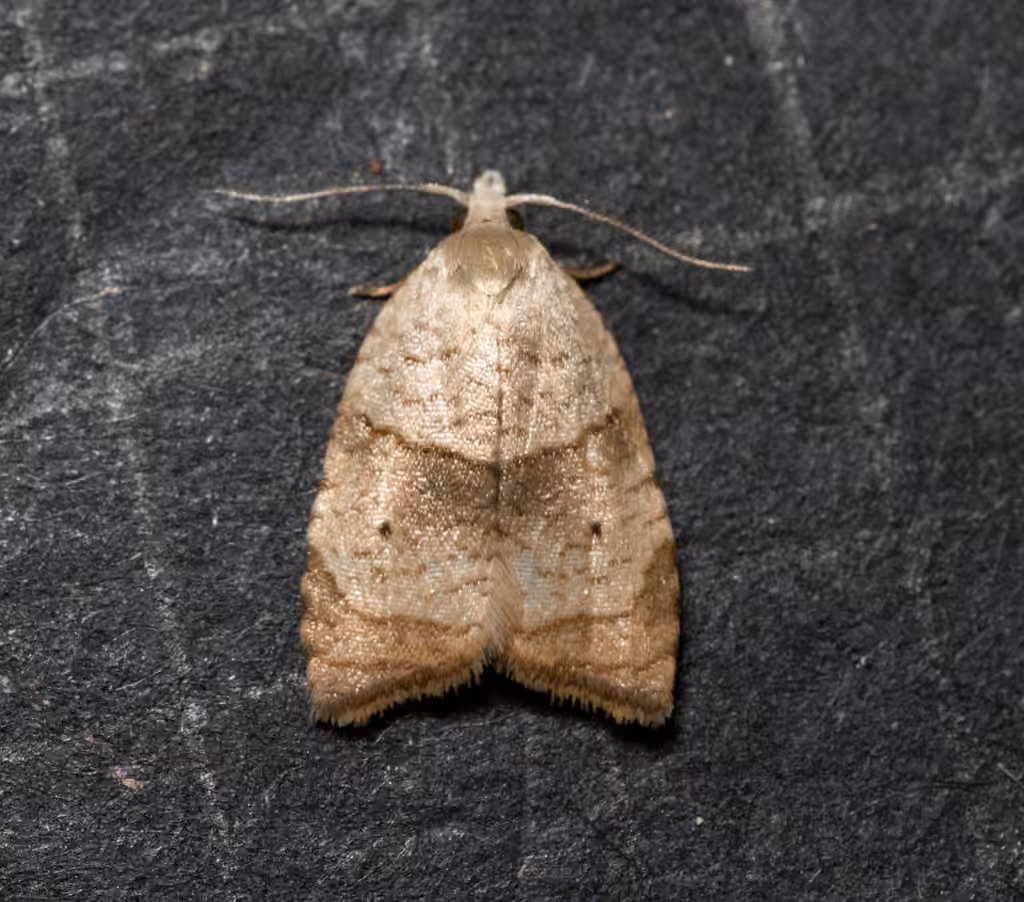 Batman Moth, photo 2 sur 5