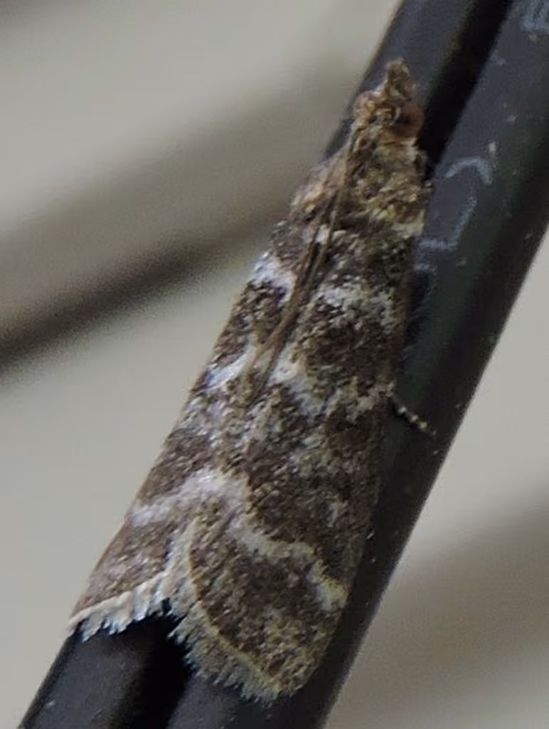 Striped Birch Pyralid Moth, Adult