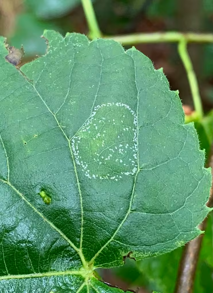Basswood Miner Moth, Caterpillar
