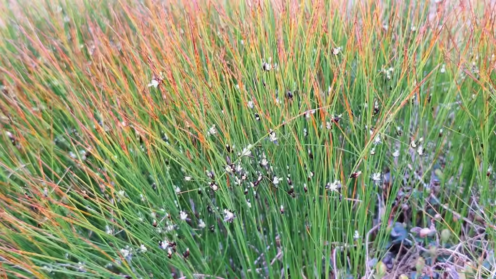 Jonc trifide, En fleurs