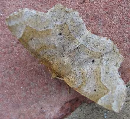 Pale Metarranthis Moth