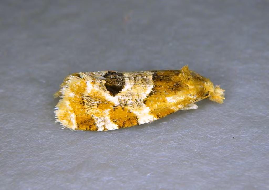 Aethes interruptofasciata, Adulte