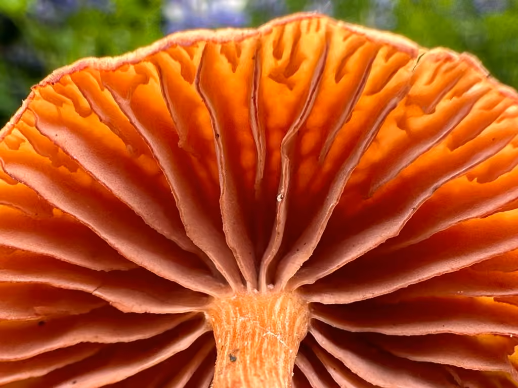 Clitocybe laqué, photo 2 sur 5