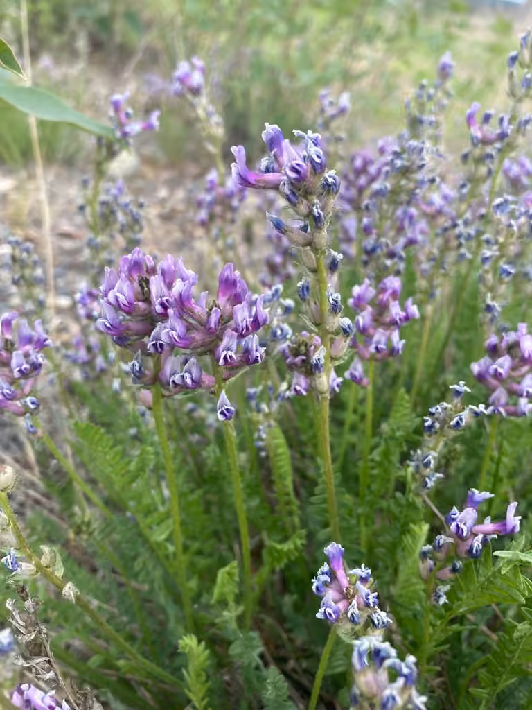 Oxytrope boréal