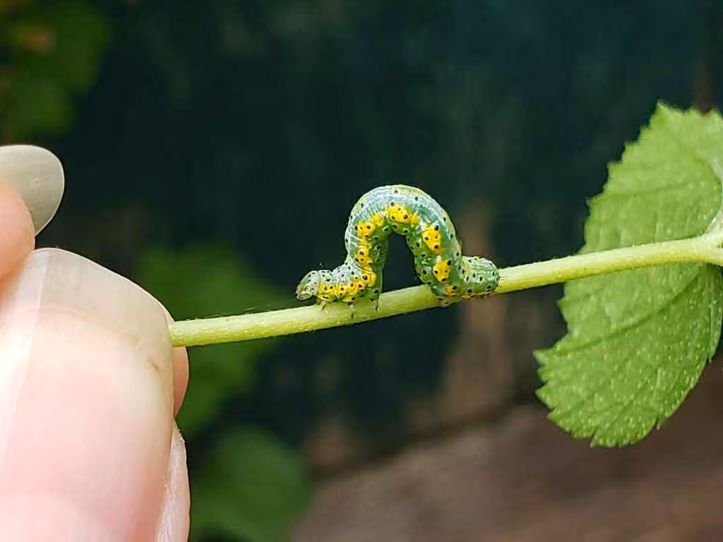 V-Moth, Caterpillar