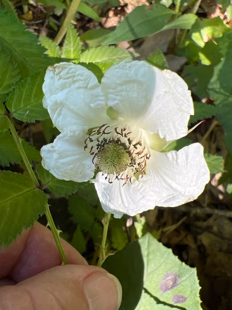 Strawberry raspberry, In flower