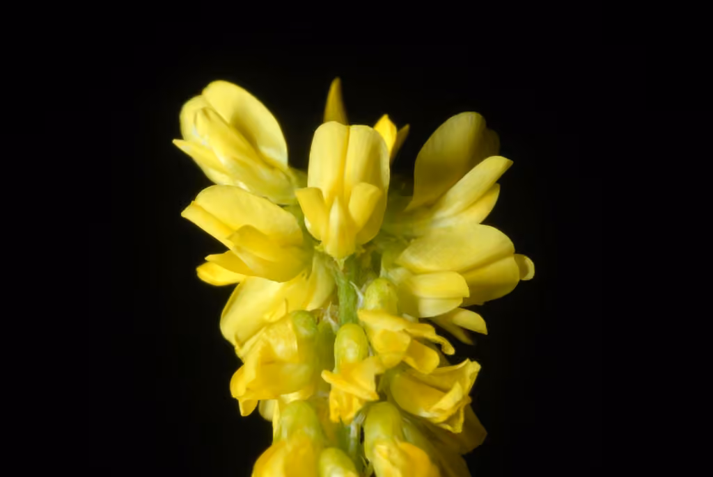 Mélilot jaune, En fleurs