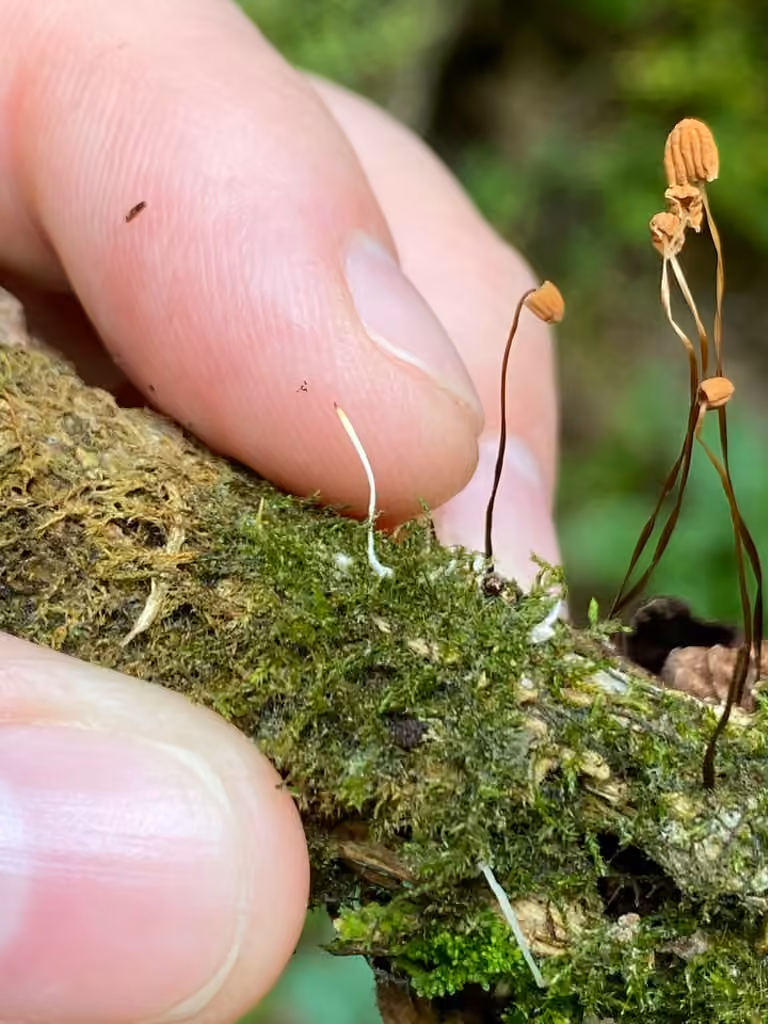 Moss Rust, photo 2 sur 5