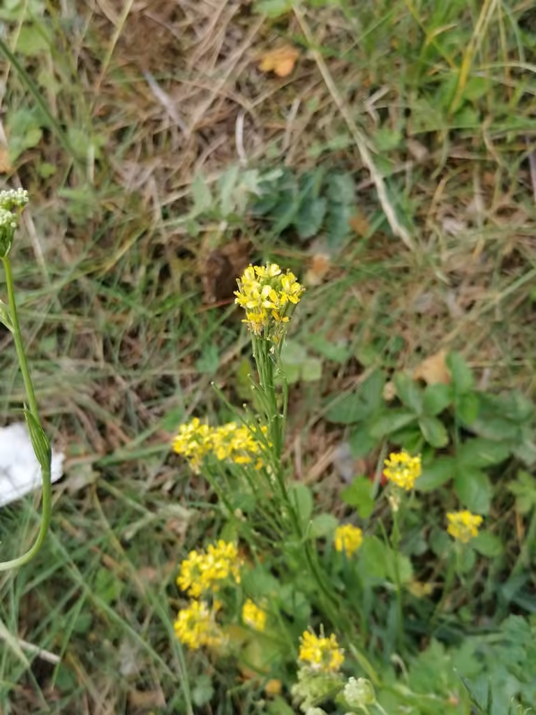 European wallflower, In fruit