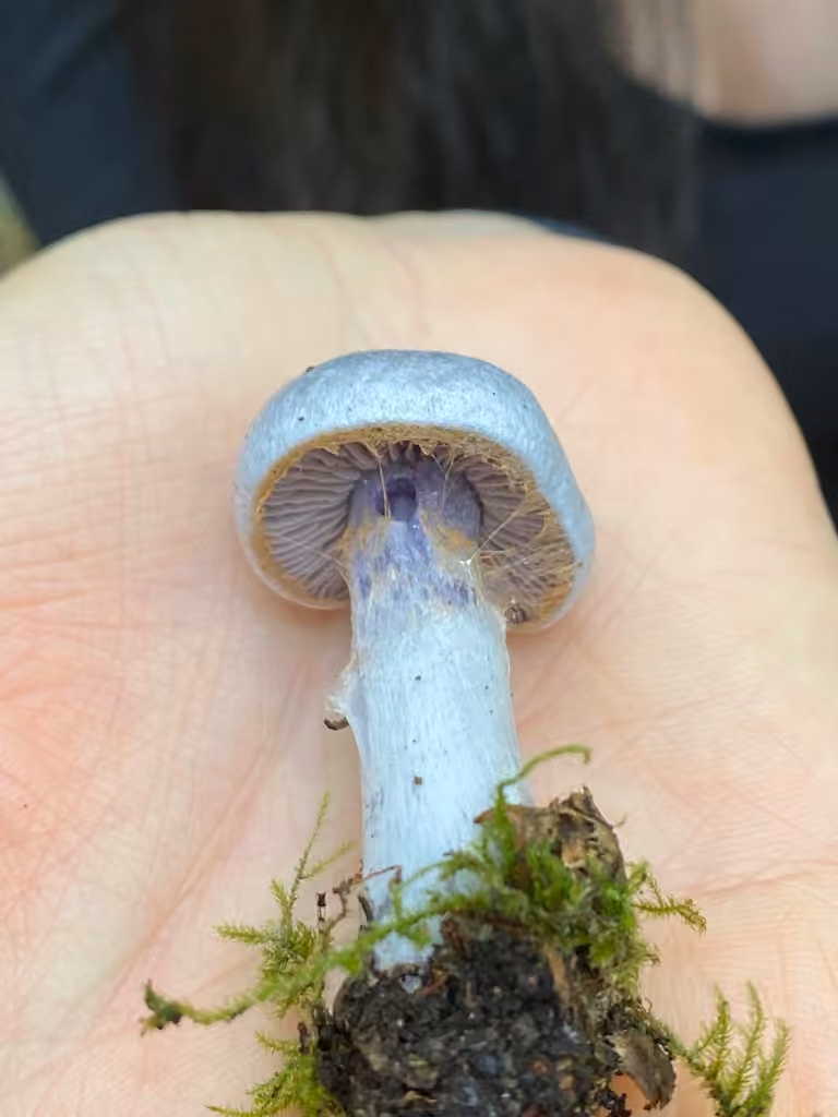 Cortinaire blanc-violet, photo 3 sur 5